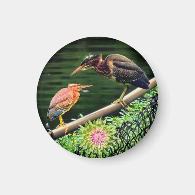 Zwei Grüne Reiher Magnet (Vorne)