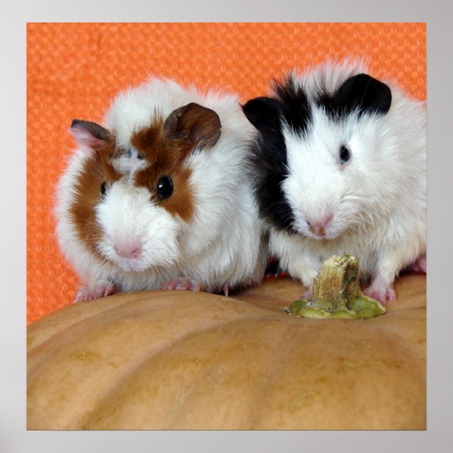 Zwei Guinea Schweine auf einer Long Island Cheese  Poster (Vorne)