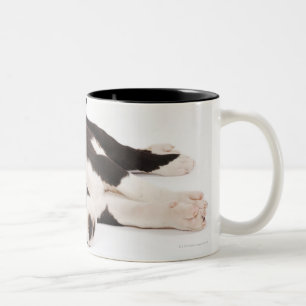 Zwei Harlekin-Doggewelpen auf Weiß Zweifarbige Tasse