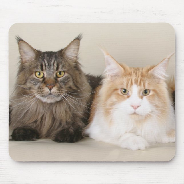Zwei Hauptcoon-Katzen Mousepad (Vorne)