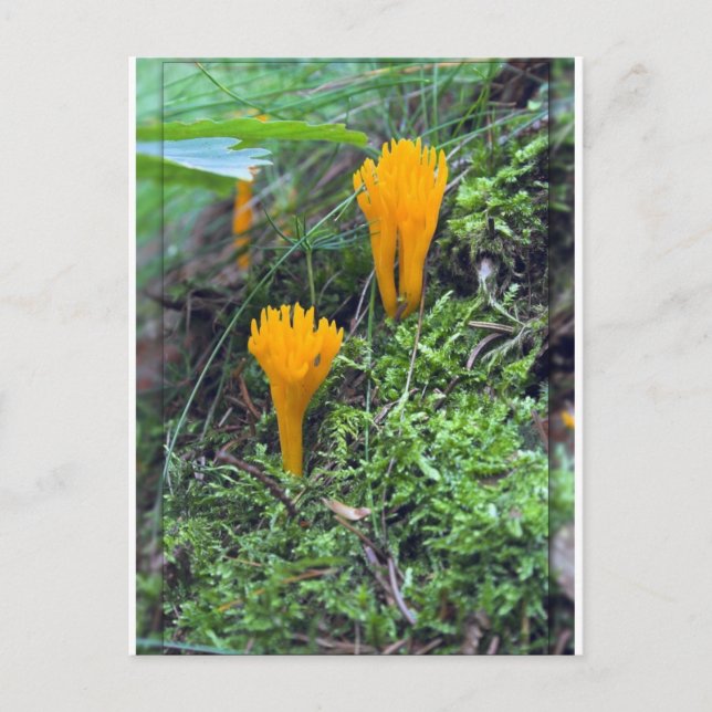 Zwei helle, gelb-gelbe Pilze auf Moss Co Postkarte (Vorderseite)