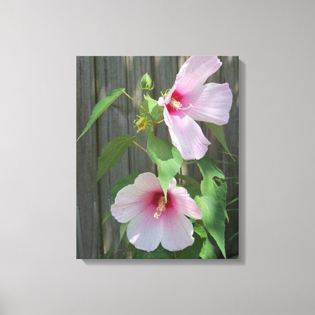 zwei hellrosa Hibiskus-Blume Leinwanddruck (Vorderseite)