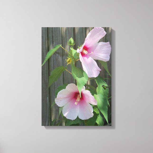 zwei hellrosa Hibiskus-Blume Leinwanddruck (Vorderseite)