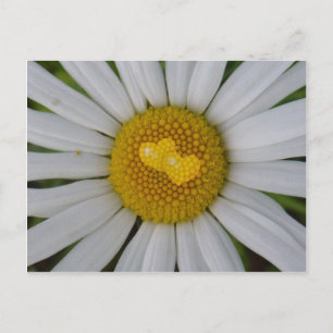 Zwei Herzen auf Marguerite Postkarte