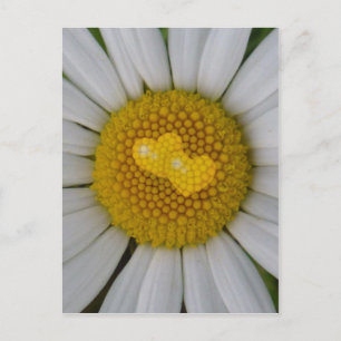 Zwei Herzen auf Marguerite Postkarte
