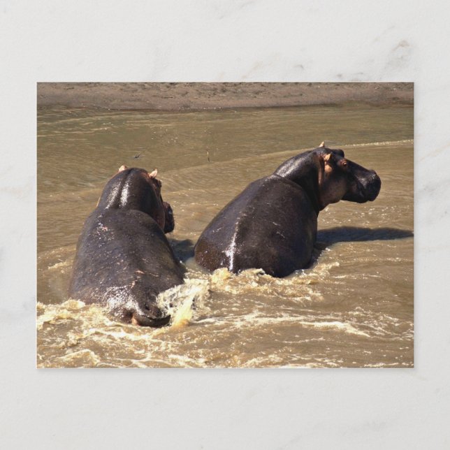 Zwei Hippos Postkarte (Vorderseite)