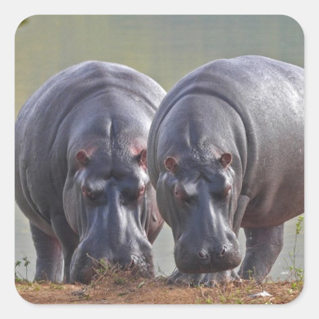 Zwei Hippos Quadratischer Aufkleber (Vorderseite)