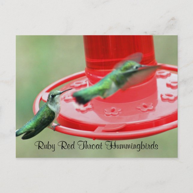 ZWEI HUMMERS, Ruby Red Throat Hummingbirds Postkarte (Vorderseite)