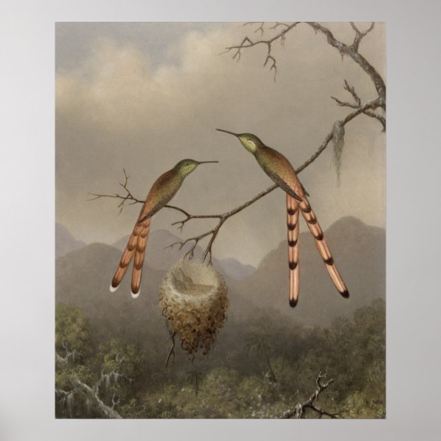 Zwei Hummingvögel mit ihrem Jungen Poster (Vorne)