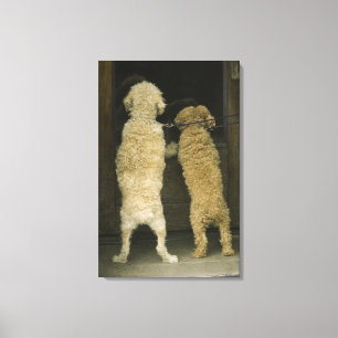 Zwei Hunde, die im Türfenster, hintere Ansicht Leinwanddruck