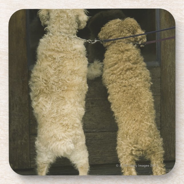 Zwei Hunde, die im Türfenster, hintere Ansicht Untersetzer (Vorderseite)