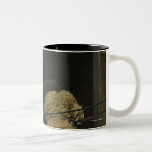 Zwei Hunde, die im Türfenster, hintere Ansicht Zweifarbige Tasse
