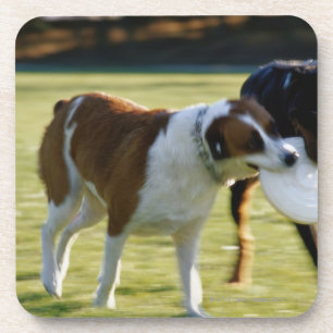 Zwei Hunde, die über PlastikDisc kämpfen Getränkeuntersetzer