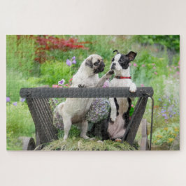 Zwei Hunde einen Mops Welpen und Boston Terrier in