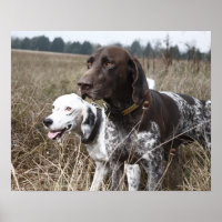 Zwei Hunde | Field, Houston, Texas