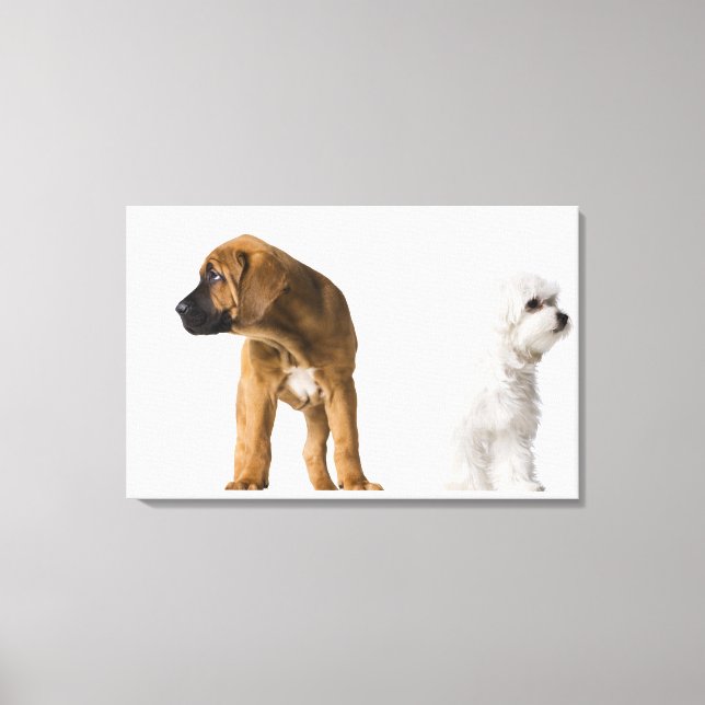 Zwei Hunde Leinwanddruck (Vorderseite)