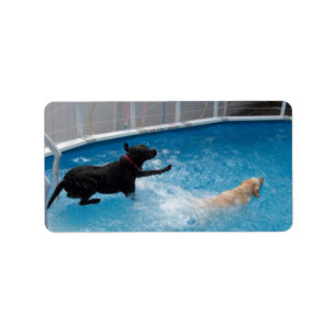 Zwei Hunde springen in ein Schwimmbad! Adressaufkleber