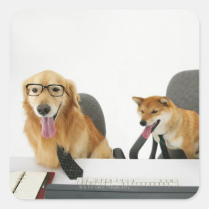 Zwei Hunde, welche die Krawatte und Gläser, Quadratischer Aufkleber