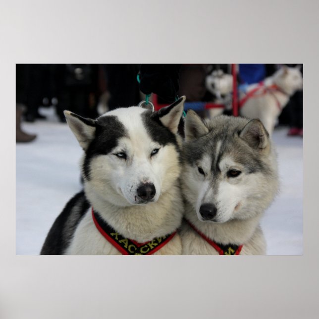 Zwei Husky Fotografy Sled Dog Poster (Vorne)