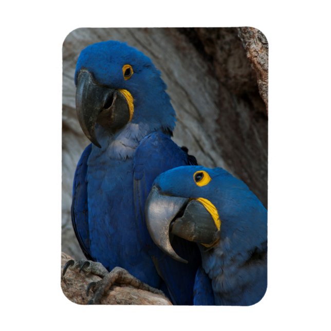 Zwei Hyacinth Macaws, Brasilien Magnet (Vertikal)