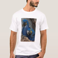 Zwei Hyacinth Macaws, Brasilien