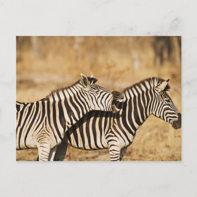 Zwei im Gras stehende Zebras Postkarte (Vorderseite)