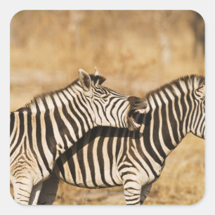 Zwei im Gras stehende Zebras Quadratischer Aufkleber