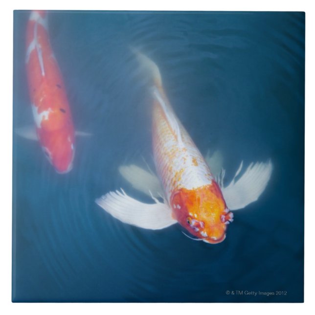 Zwei japanische koi Fische im Teich Fliese (Vorderseite)