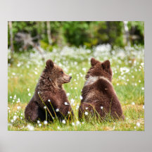 Zwei junge braune Bären sitzen