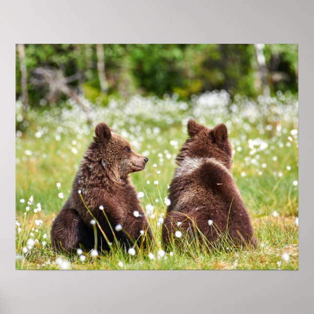 Zwei junge braune Bären sitzen Poster (Vorne)