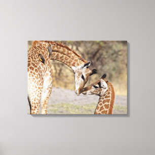 Zwei junge Giraffen Leinwanddruck