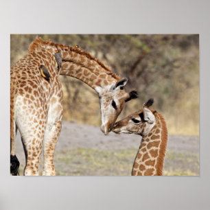 Zwei junge Giraffen Poster