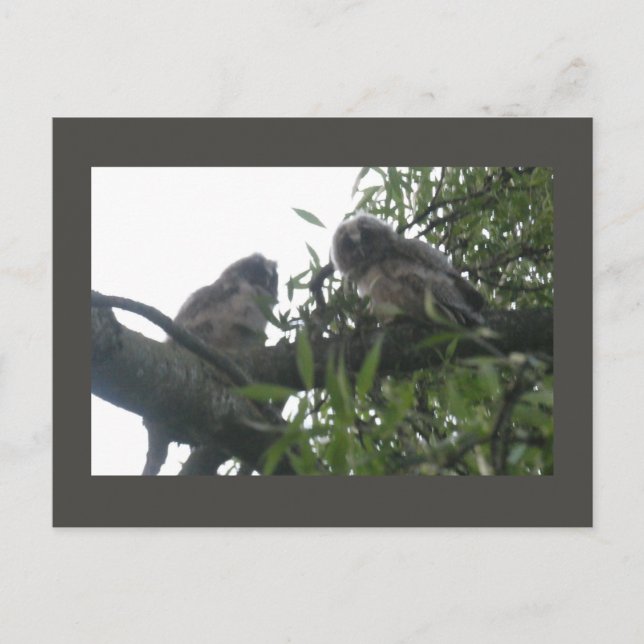 Zwei junge, langhaarige Eulen Postkarte (Vorderseite)