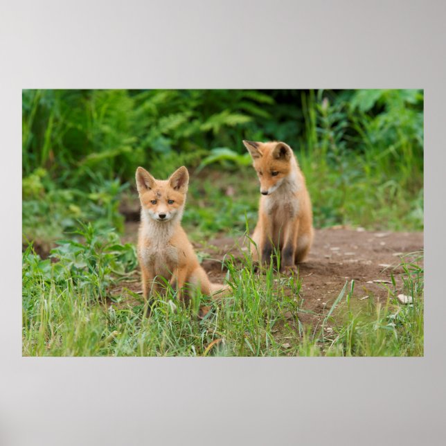 Zwei junge rote Füchse in der Natur Poster (Vorne)