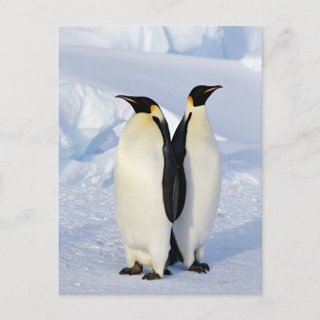 Zwei Kaiserpinguine in der Antarktis Postkarte (Vorderseite)