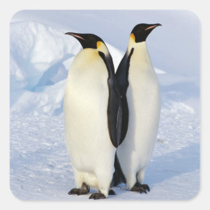 Zwei Kaiserpinguine in der Antarktis Quadratischer Aufkleber
