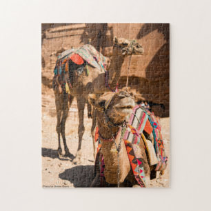 Zwei Kamele Ägypten