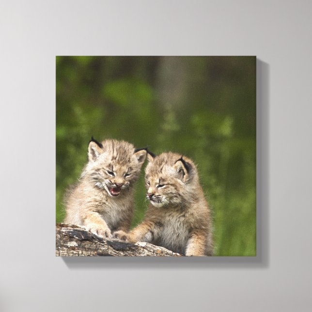 Zwei Kanadas Lynx (Lynx Canadensis) Kätzchen Leinwanddruck (Vorderseite)