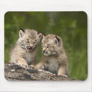 Zwei Kanadas Lynx (Lynx Canadensis) Kätzchen Mousepad