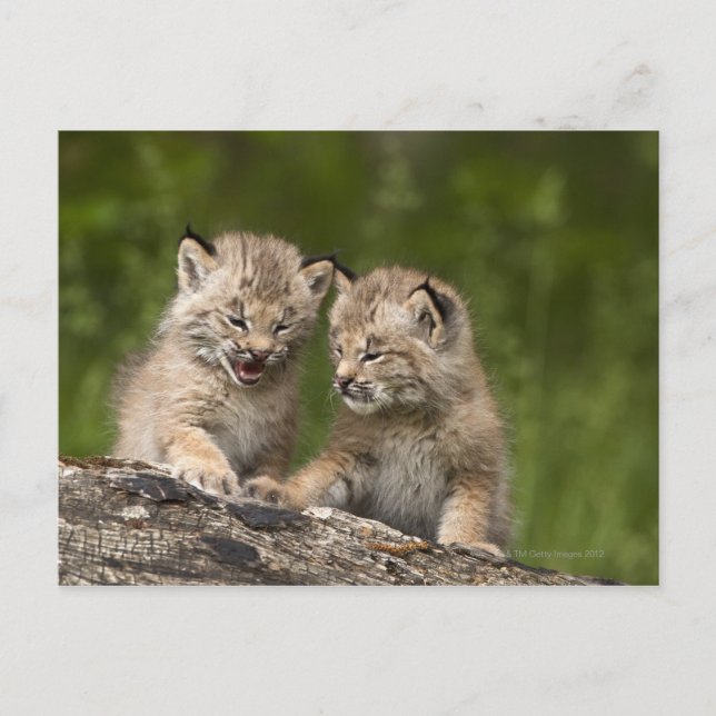 Zwei Kanadas Lynx (Lynx Canadensis) Kätzchen Postkarte (Vorderseite)