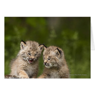 Zwei kanadische Lynx Kätzchen spielen auf einem Lo