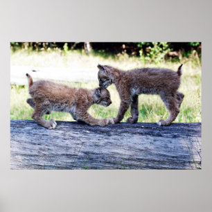 Zwei kanadische Lynx Kittens spielen auf einem Log Poster
