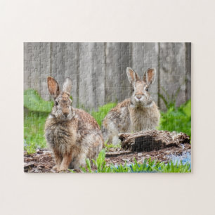 Zwei Kaninchen