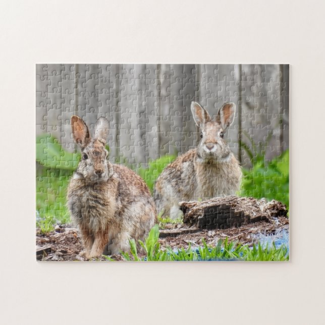 Zwei Kaninchen (Horizontal)