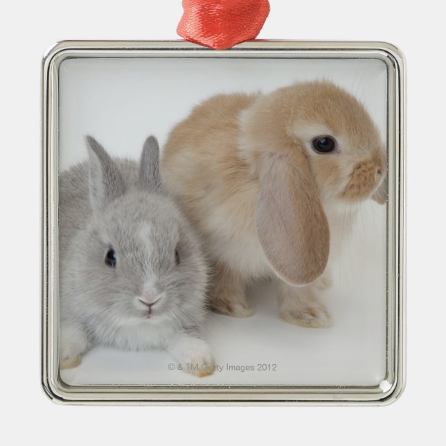 Zwei Kaninchen. Netherland Zwerg-und Ornament Aus Metall (Vorne)