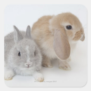 Zwei Kaninchen. Netherland Zwerg-und Quadratischer Aufkleber