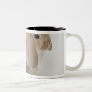 Zwei Kaninchen. Netherland Zwerg-und Zweifarbige Tasse