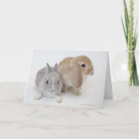 Zwei Kaninchen | Niederlande - Zwerg und Holland L
