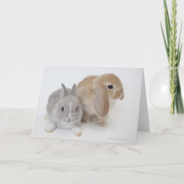 Zwei Kaninchen | Niederlande - Zwerg und Holland L Karte (Vorderseite)