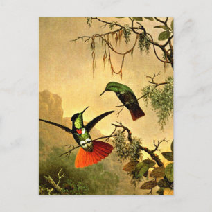 Zwei Kapuzenvisierträger Kolibris, Postkarte
